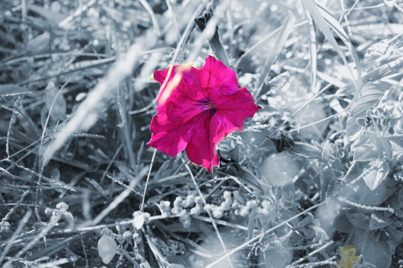 Single Pink Petunia Flower