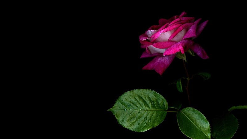 Single Pink Rose — Black, Dramatic