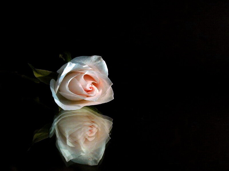 Single Pink Rose — Black