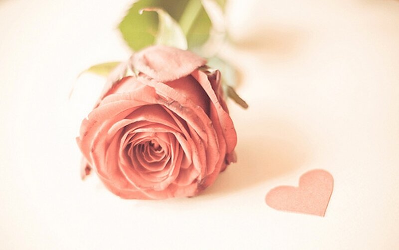 Single Pink Rose — Calm, Photograph, Heart