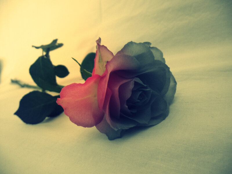 Single Pink Rose — Calm, Photograph, Stem