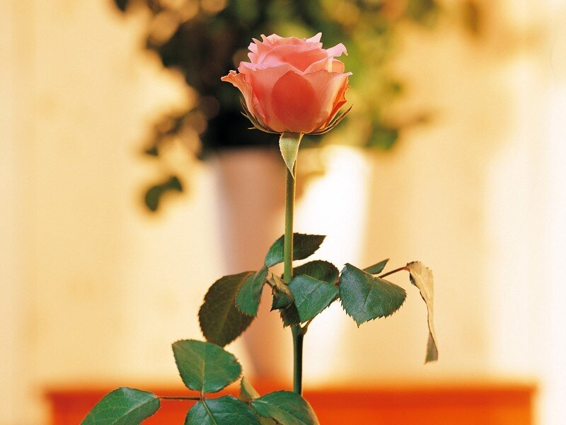 Single Pink Rose — Calm, Photograph