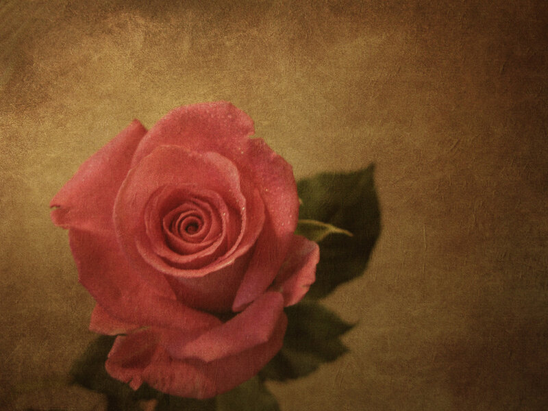 Single Pink Rose — Calm