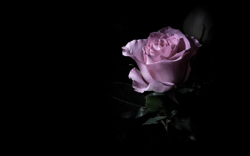 Single Pink Rose — Dramatic, Night, Photograph, Petals