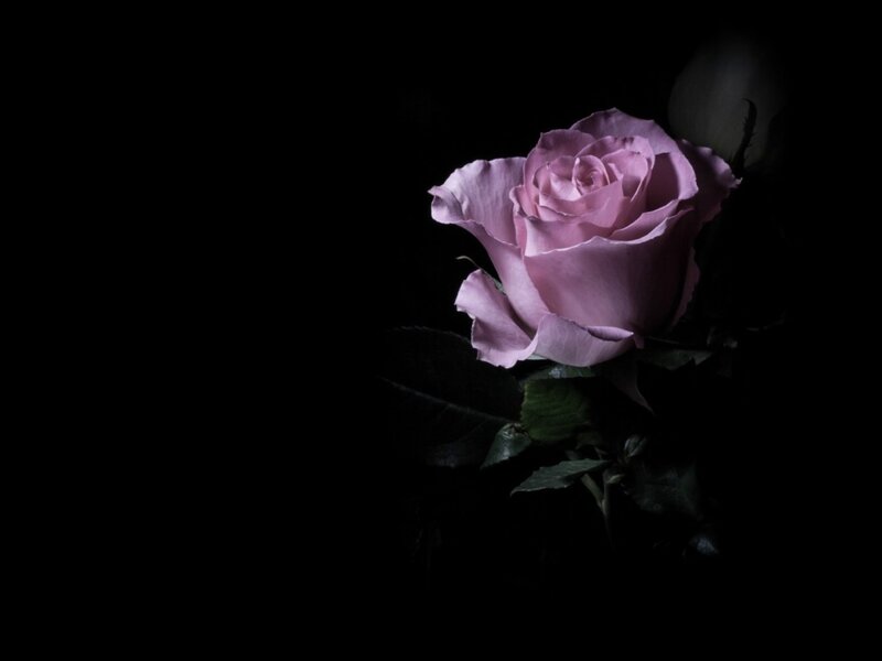 Single Pink Rose — Dramatic, Night, Photograph