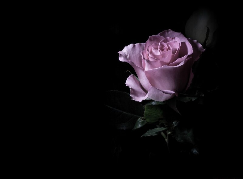 Single Pink Rose — Dramatic, Night