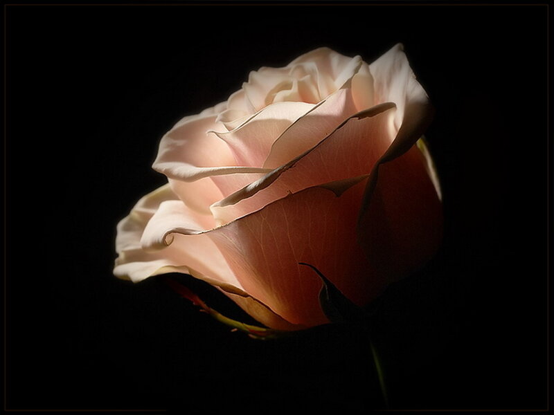 Single Pink Rose — Dramatic, Photograph, Flower