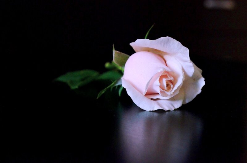 Single Pink Rose — Dramatic, Photograph, Green Leaves