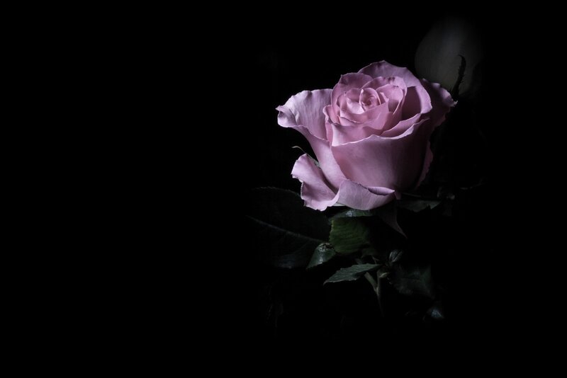 Single Pink Rose — Dramatic, Photograph, Leaves