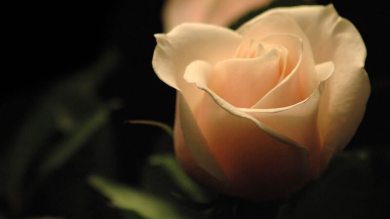 Single Pink Rose — Dramatic, Photograph, Petals, Leaves