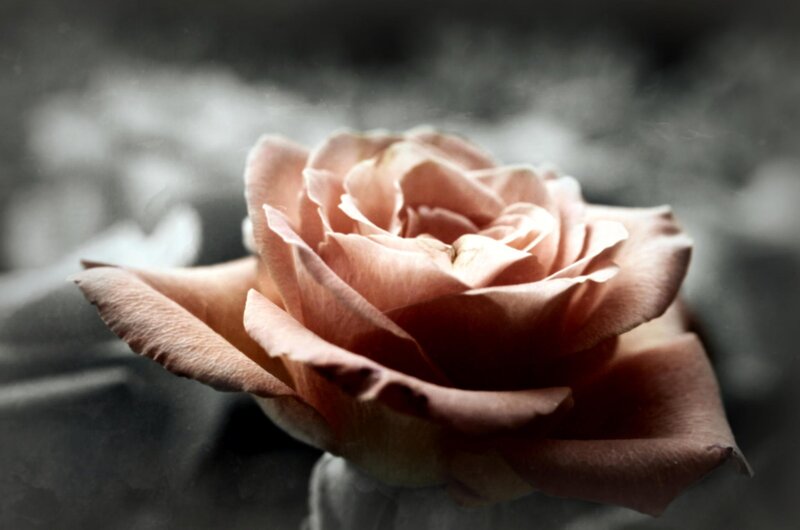 Single Pink Rose — Dramatic, Photograph, Petals