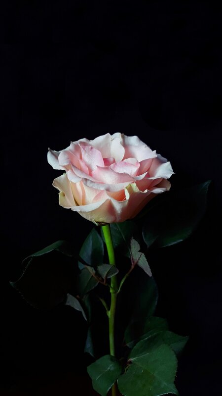 Single Pink Rose — Dramatic, Photograph, Stem, Leaves
