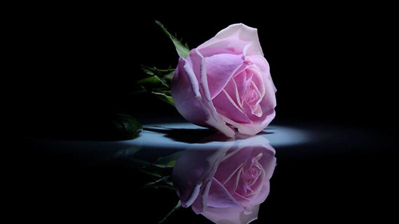 Single Pink Rose — Dramatic, Photograph, Stem, Reflection