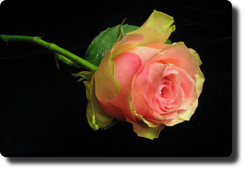 Single Pink Rose — Dramatic, Photograph, Stem