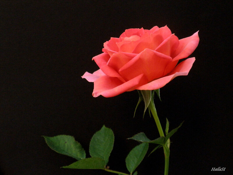 Single Pink Rose — Dramatic, Photograph