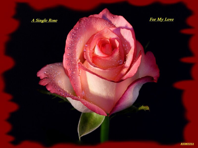 Single Pink Rose — Dramatic, Photograph, Water Droplets