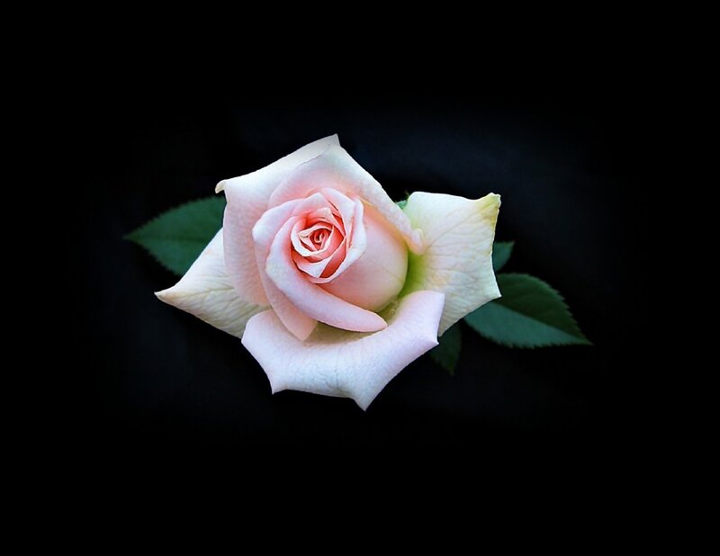 Single Pink Rose — Dramatic