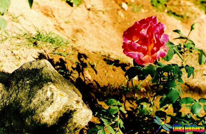 Single Pink Rose Flower