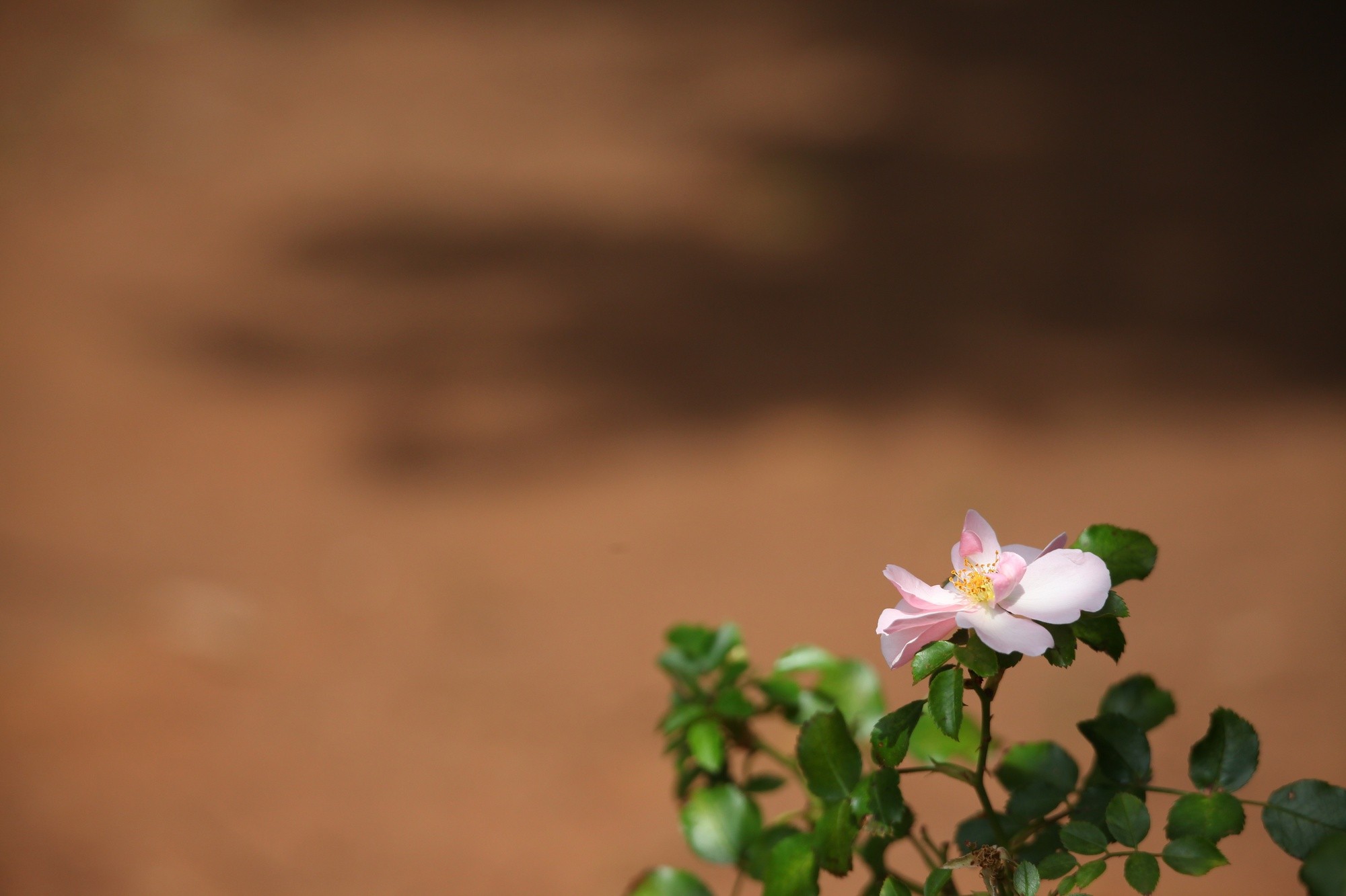 single pink rose in focus