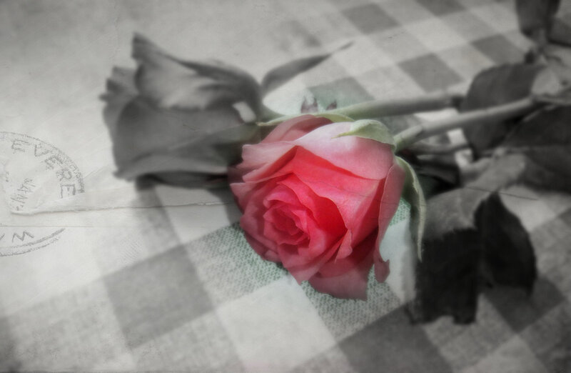 Single Pink Rose — Melancholic