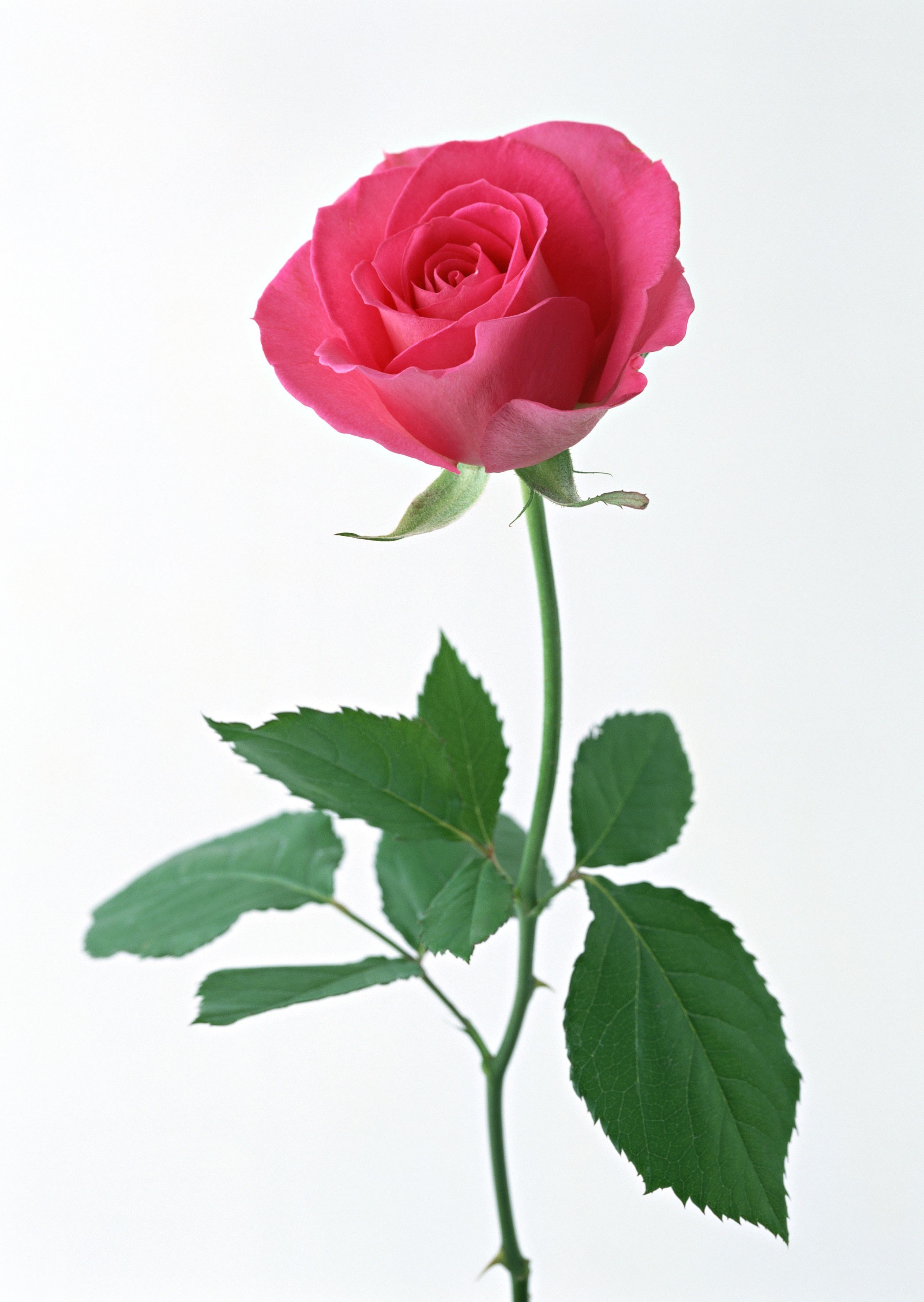 single pink rose on white