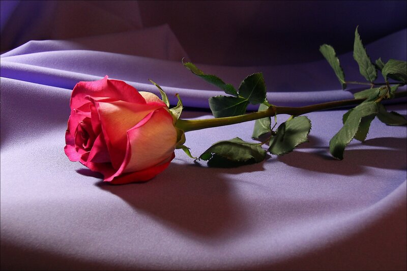 Single Pink Rose — Purple