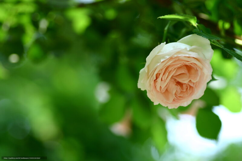 Single Pink Rose — Serene, Afternoon, Photograph, Green Leaves