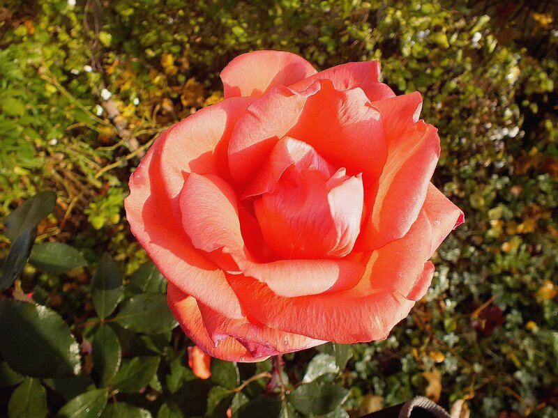 Single Pink Rose — Serene, Afternoon, Photograph