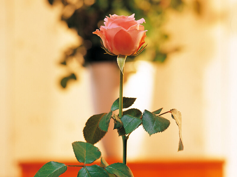 Single Pink Rose — Serene, Afternoon