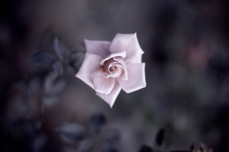 Single Pink Rose — Serene, Photograph, Flower, Leaves