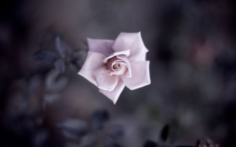 Single Pink Rose — Serene, Photograph, Flower