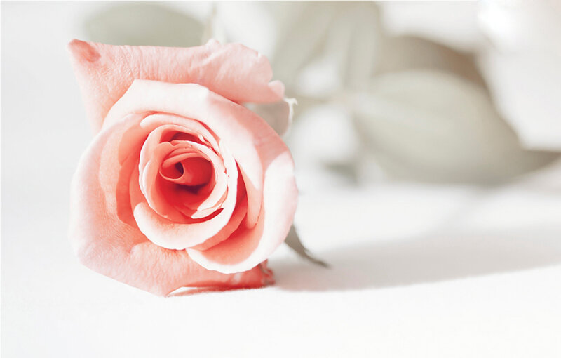 Single Pink Rose — Serene, Photograph, Petals