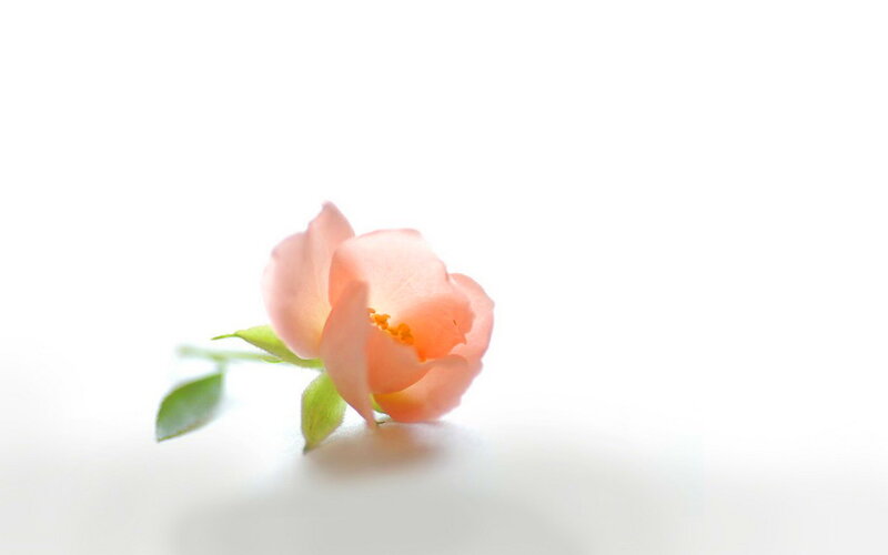 Single Pink Rose — Serene, Photograph, Stem