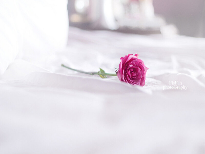 Single Pink Rose — Serene, Photograph