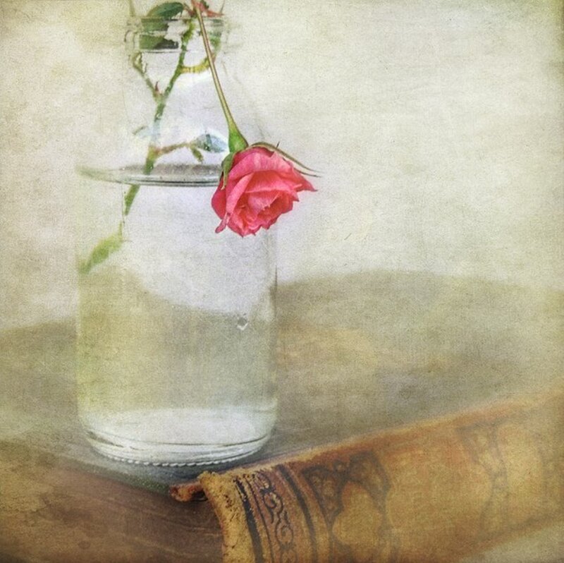 Single Pink Rose — Serene, Photograph, Vase
