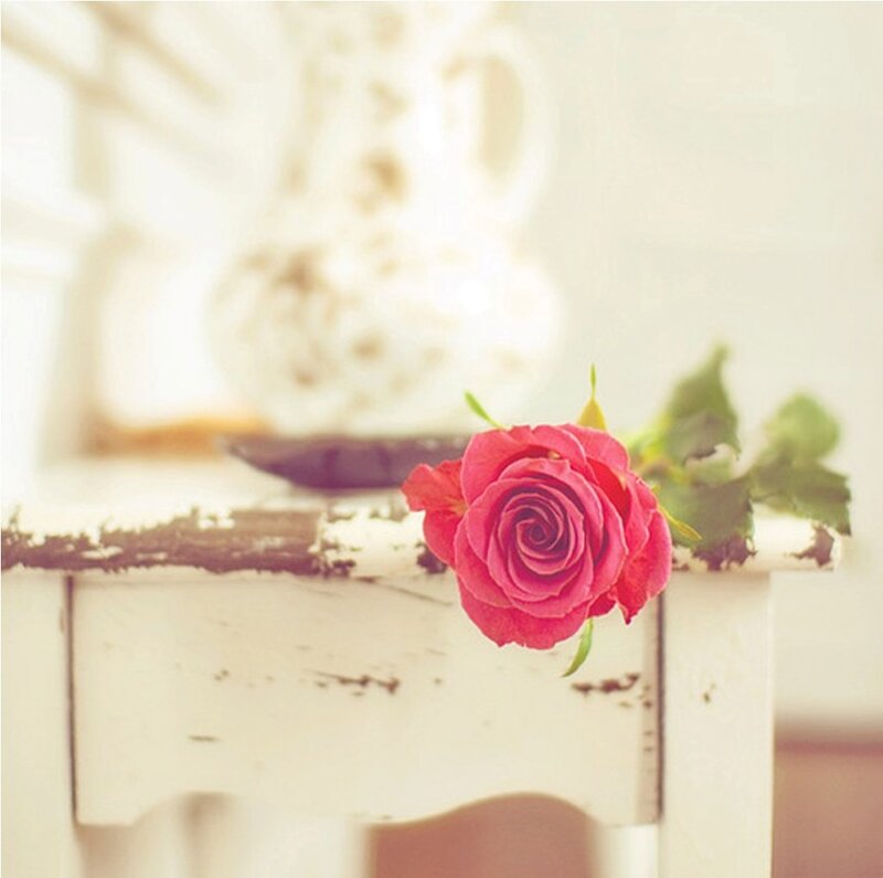 Single Pink Rose — Serene, Photograph, Wooden Surface