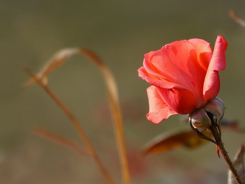 Single Pink Rose — Serene