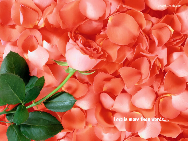 Single Pink Rose