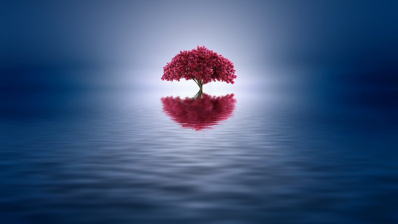 Single Pink Tree — Blue