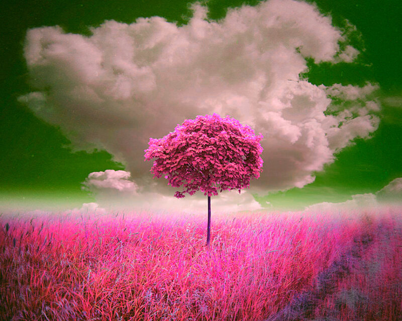 Single Pink Tree