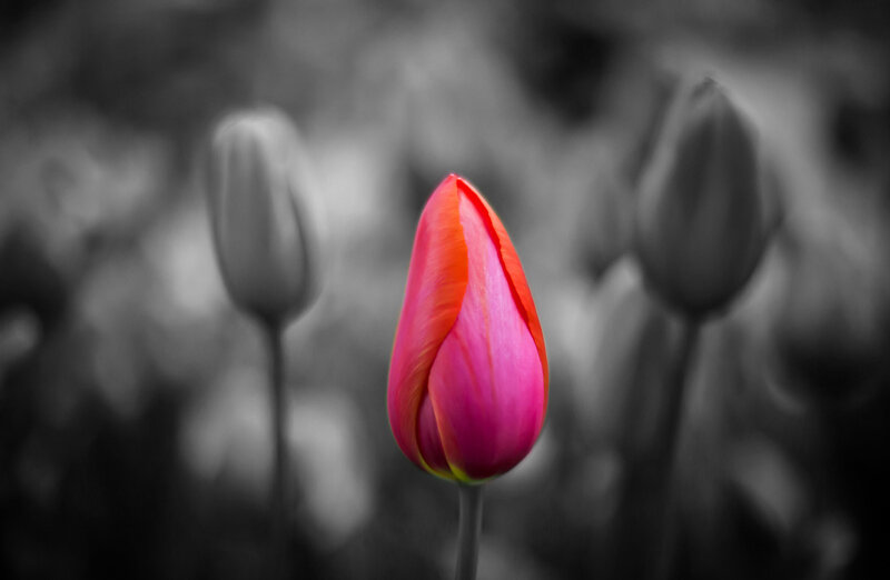 Single Pink Tulip — Dramatic