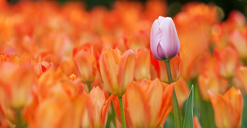Single Pink Tulip — Orange
