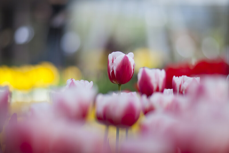 Single Pink Tulip — Serene, Spring