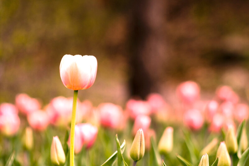 Single Pink Tulip — Serene
