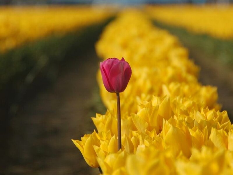 Single Pink Tulip