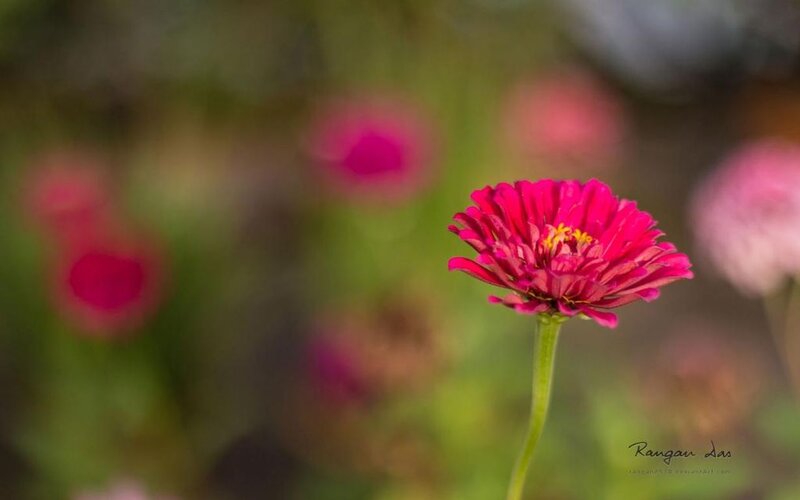 Single Pink Zinnia Flower