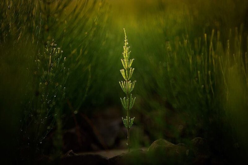 Single Plant in Grass