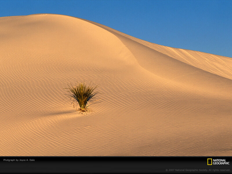 Single Plant in Sand Dune