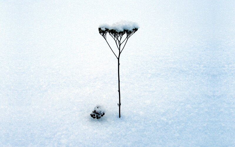 Single Plant in Snow