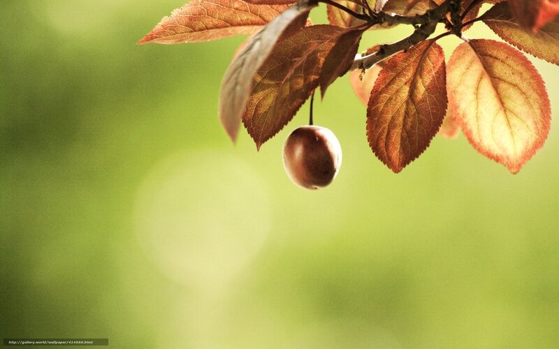 single plum on a branch